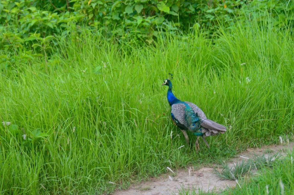 Hotel Greenland Safari Sauraha Kültér fotó